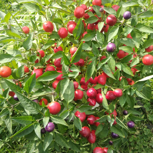 Мексиканец