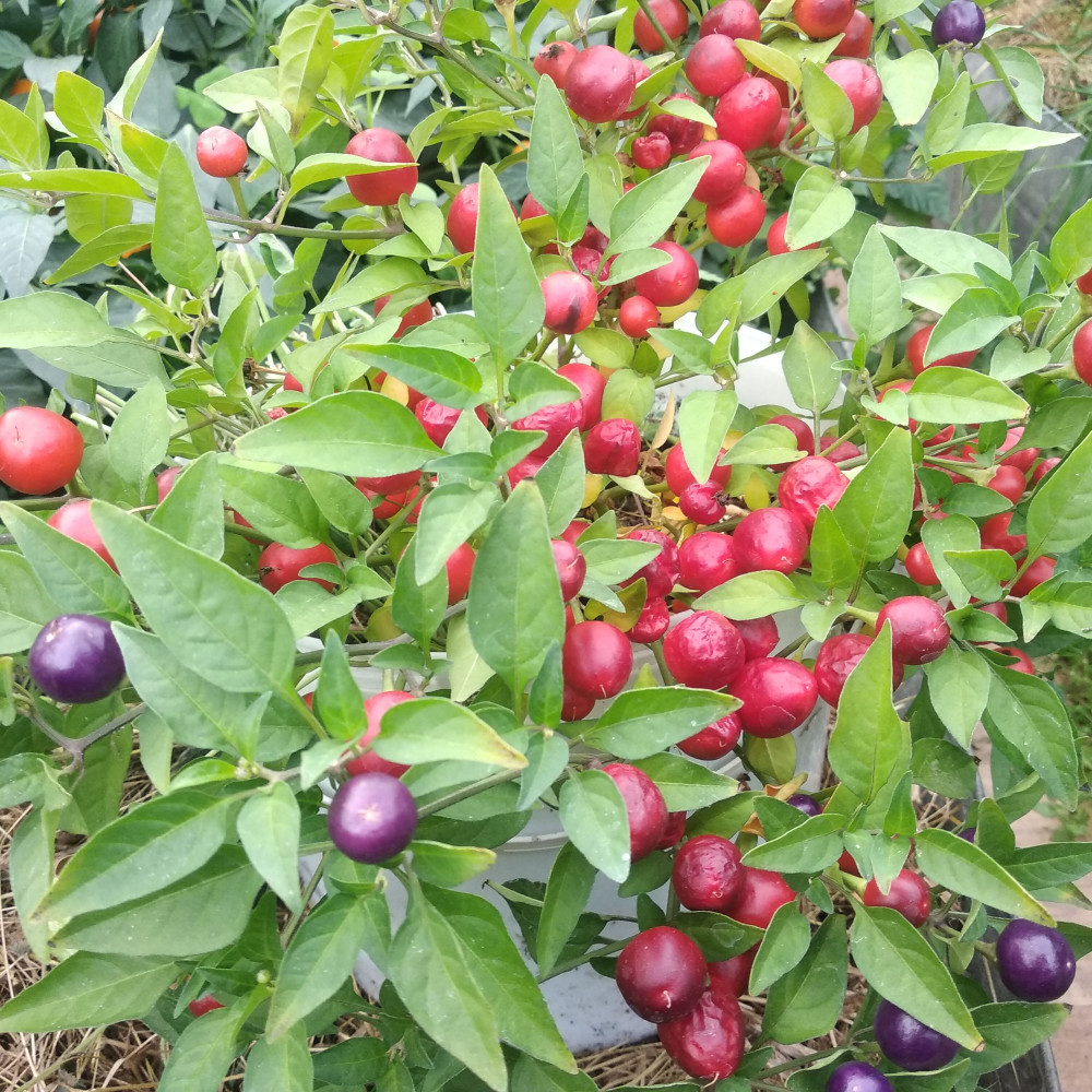 Семена острого перца Мексиканец-2