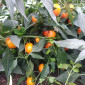 Семена острого перца Tangerines