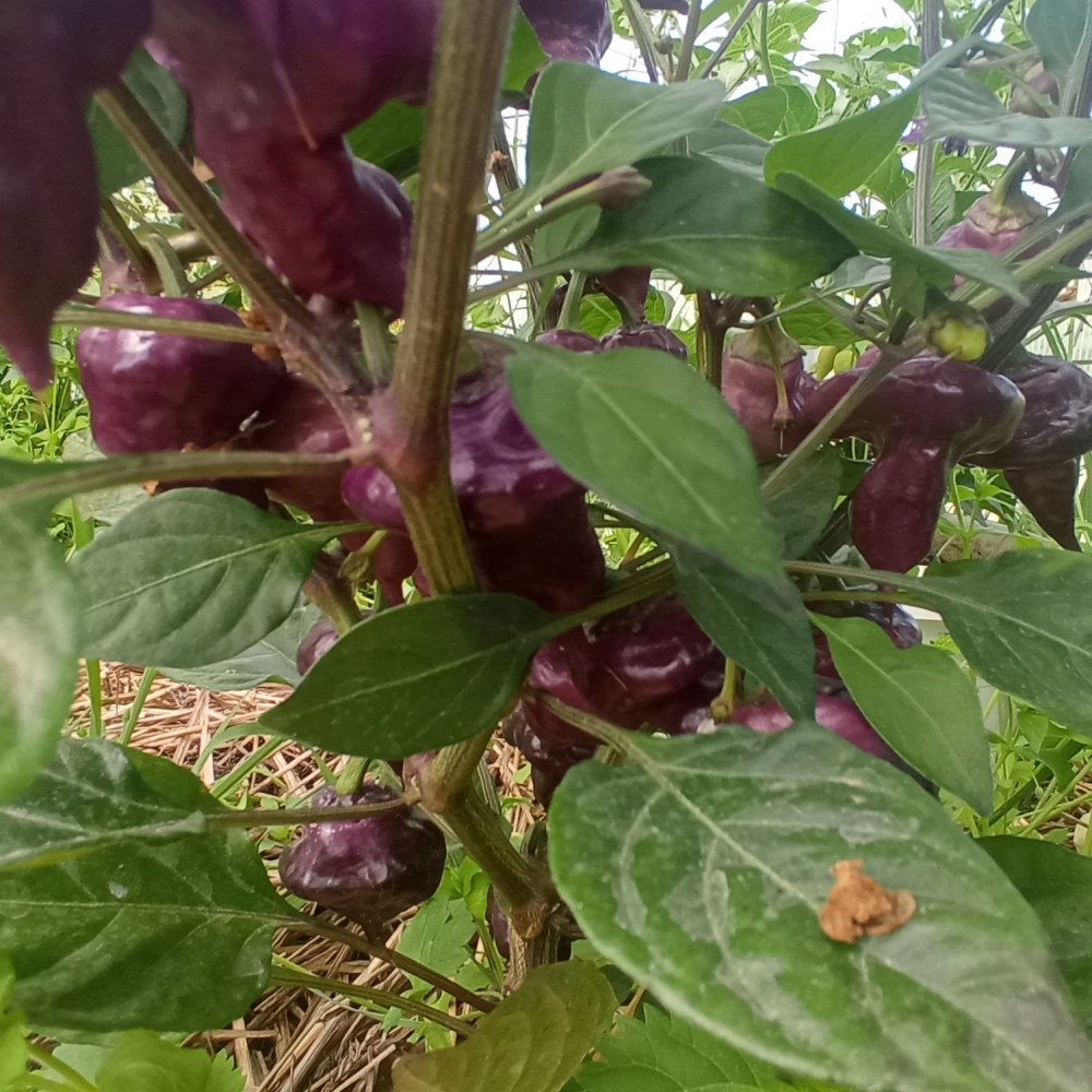 Семена острого перца Purple UFO-1