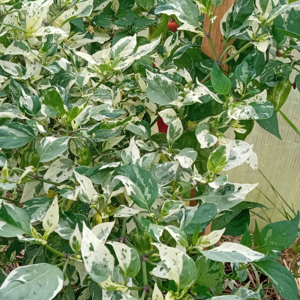 Семена острого перца Рыбка-3