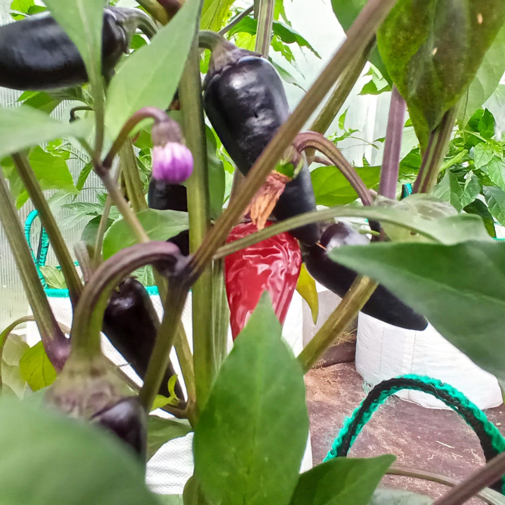 Семена острого перца Black cuban-1