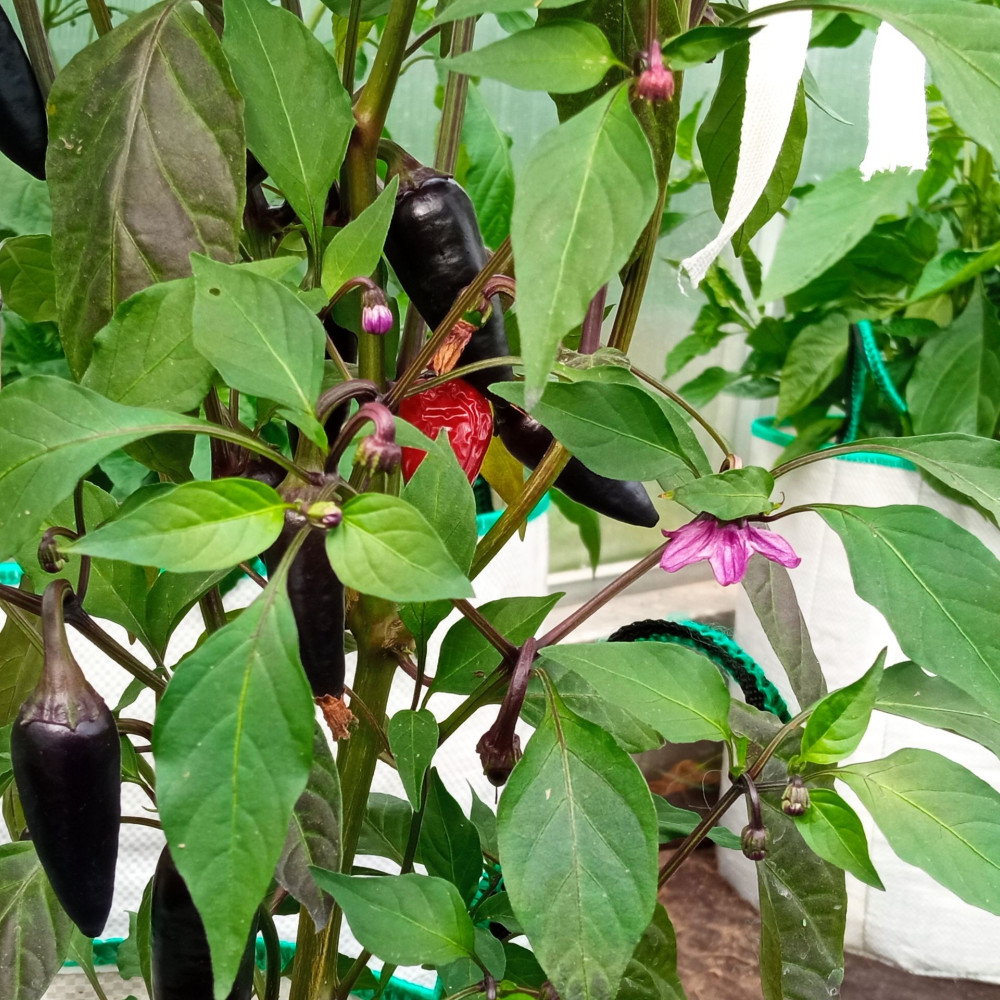 Семена острого перца Black cuban-2