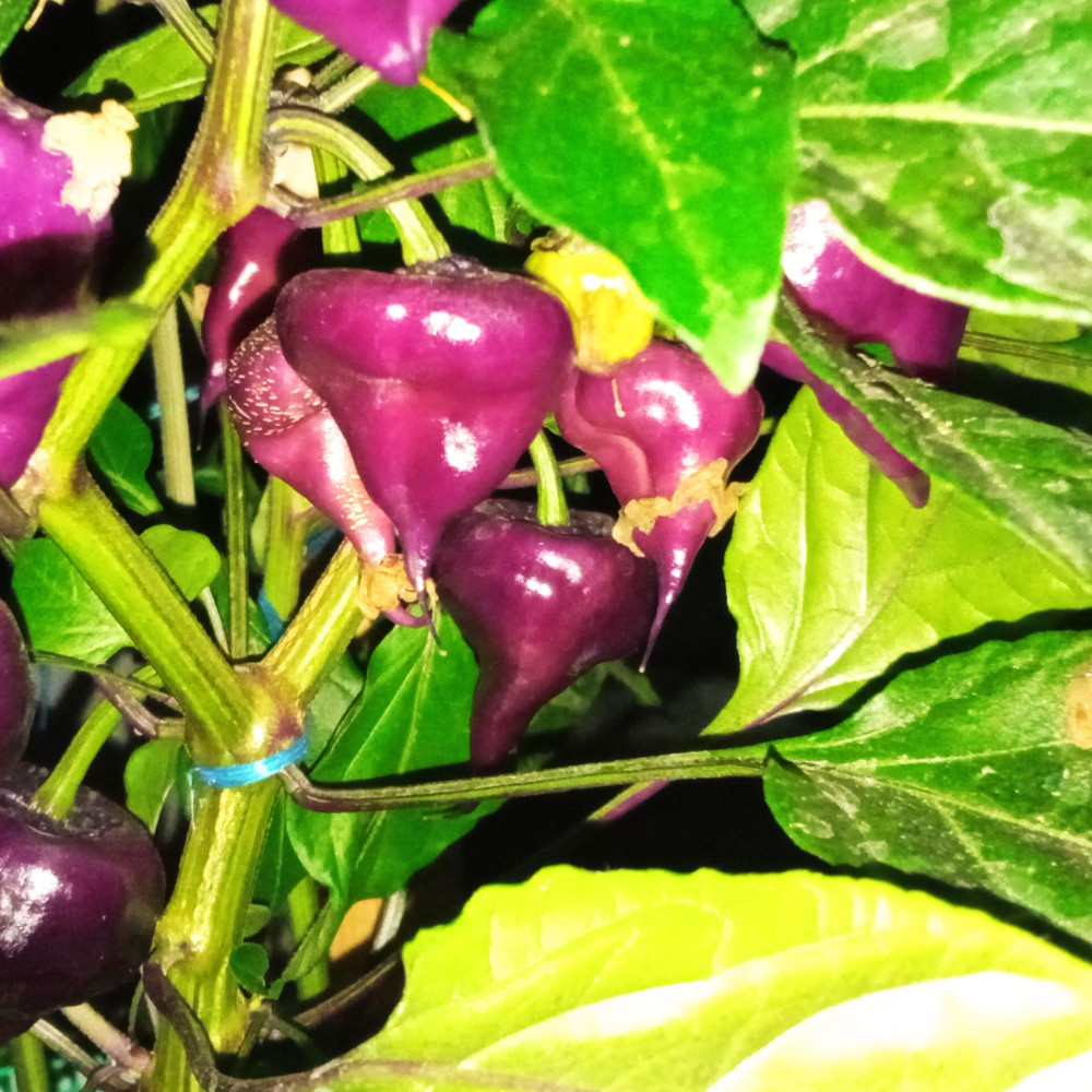 Семена острого перца Purple UFO-2