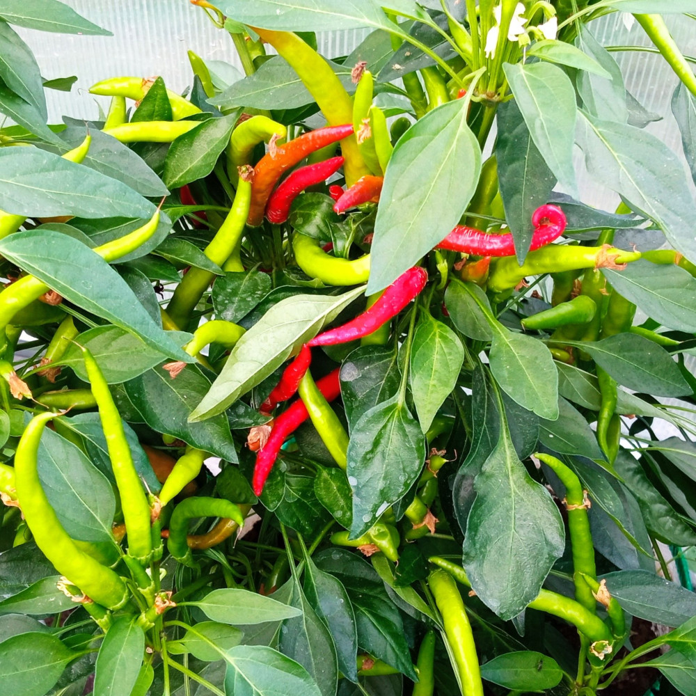 Семена острого перца Медуза горгона-1