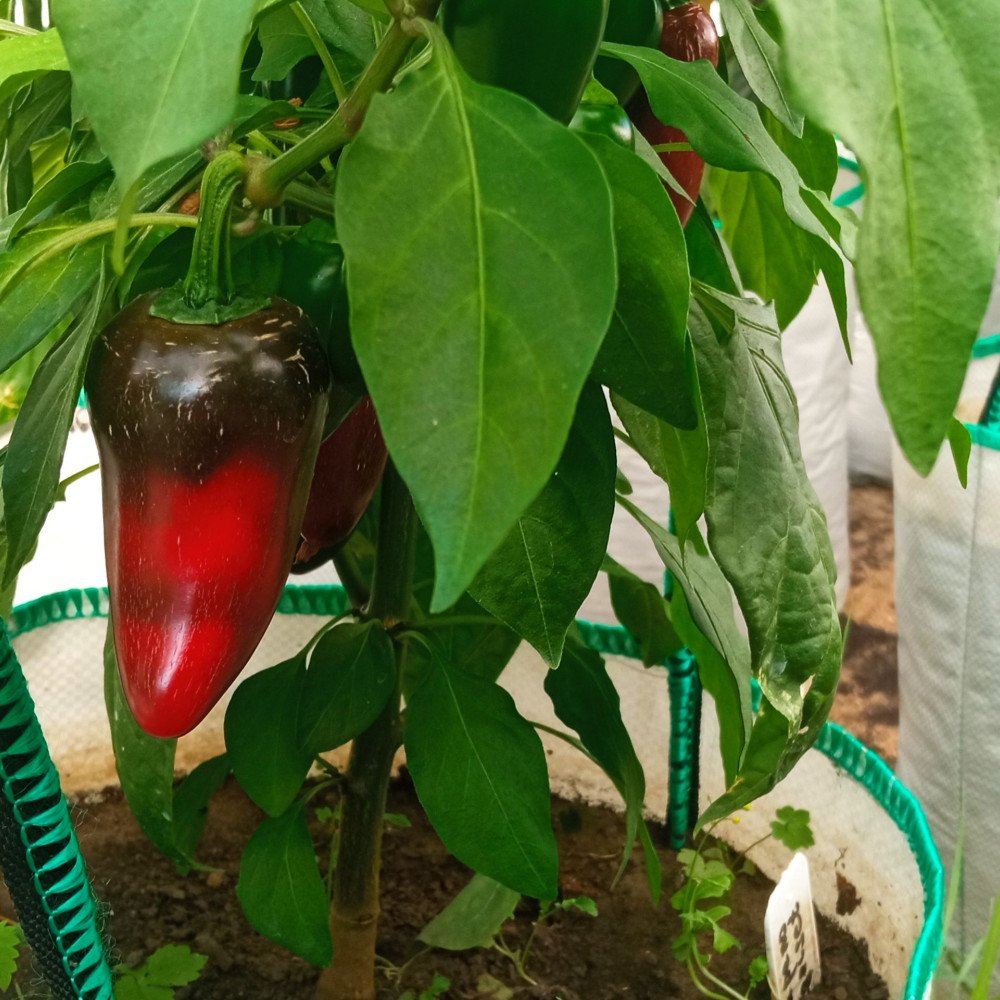 Семена острого перца Jalapeno Agriset