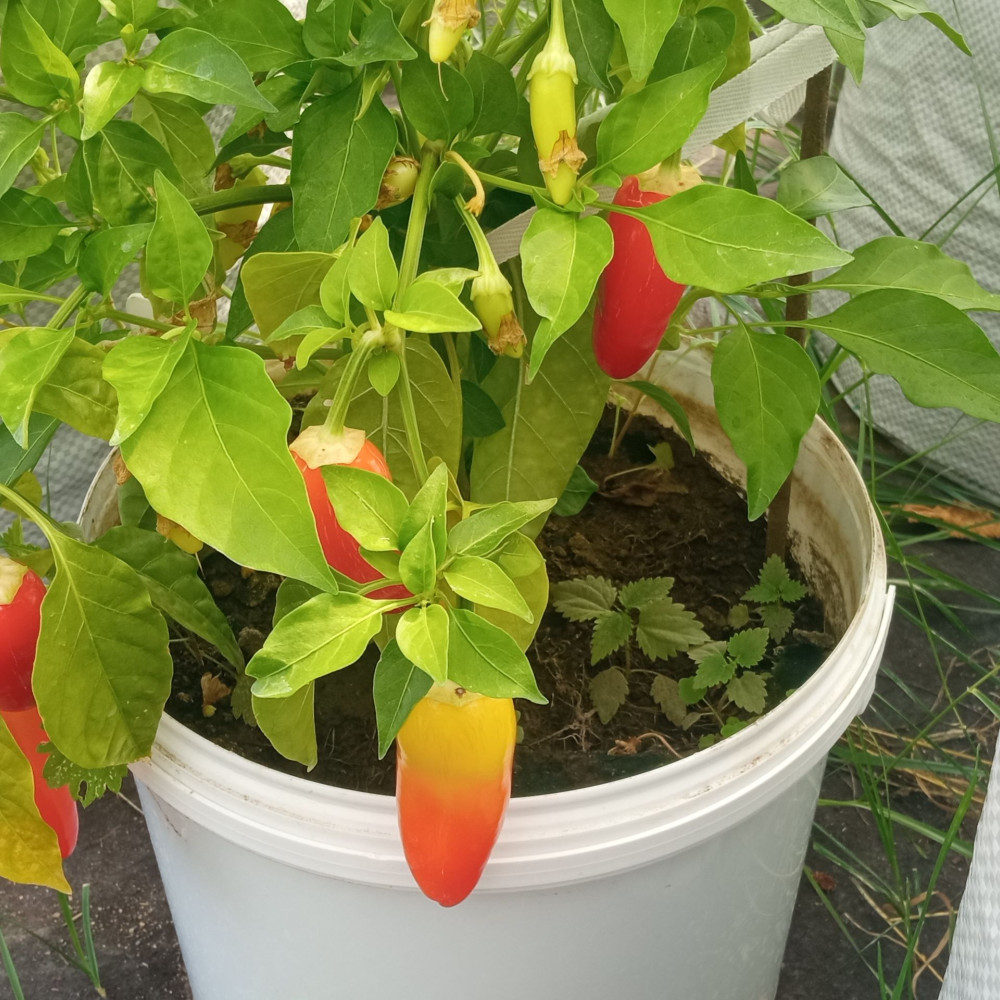 Семена острого перца Jalapeno White-2