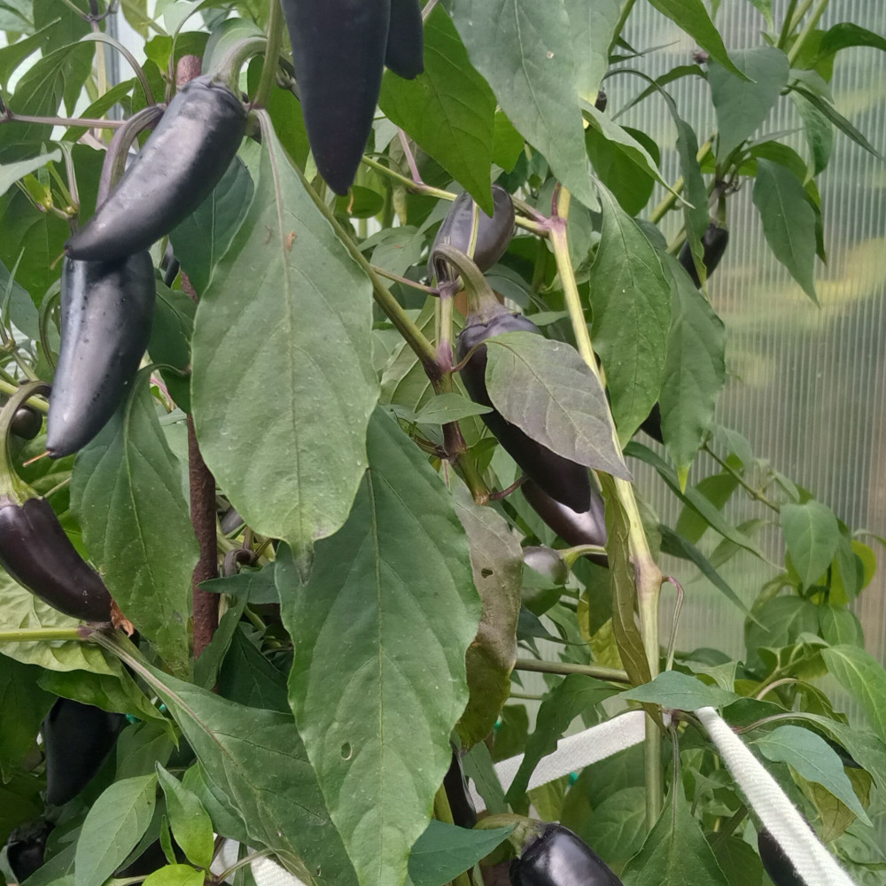 Семена острого перца Black cuban-3