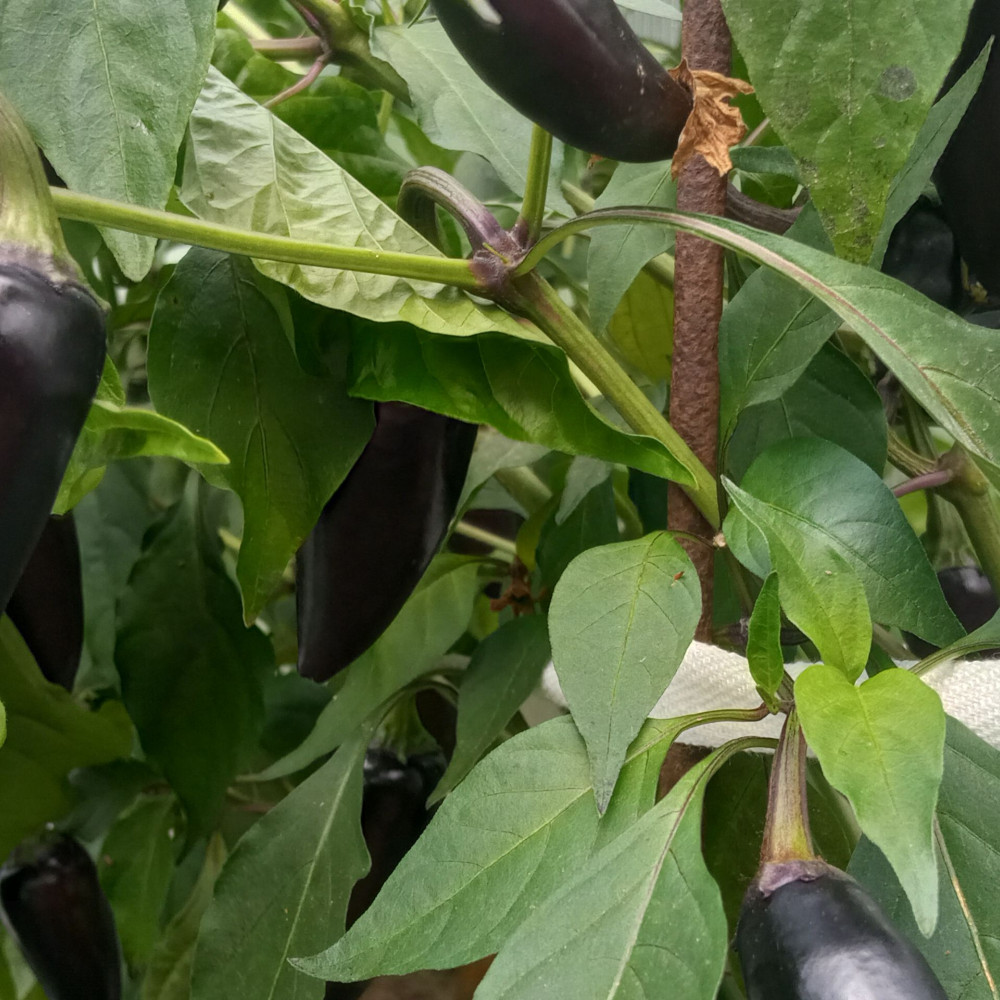 Семена острого перца Black cuban