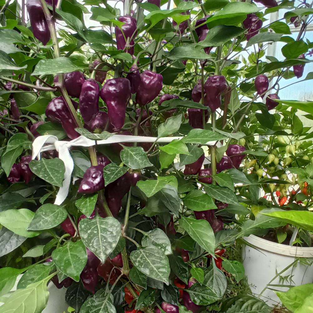 Семена острого перца Purple UFO-3