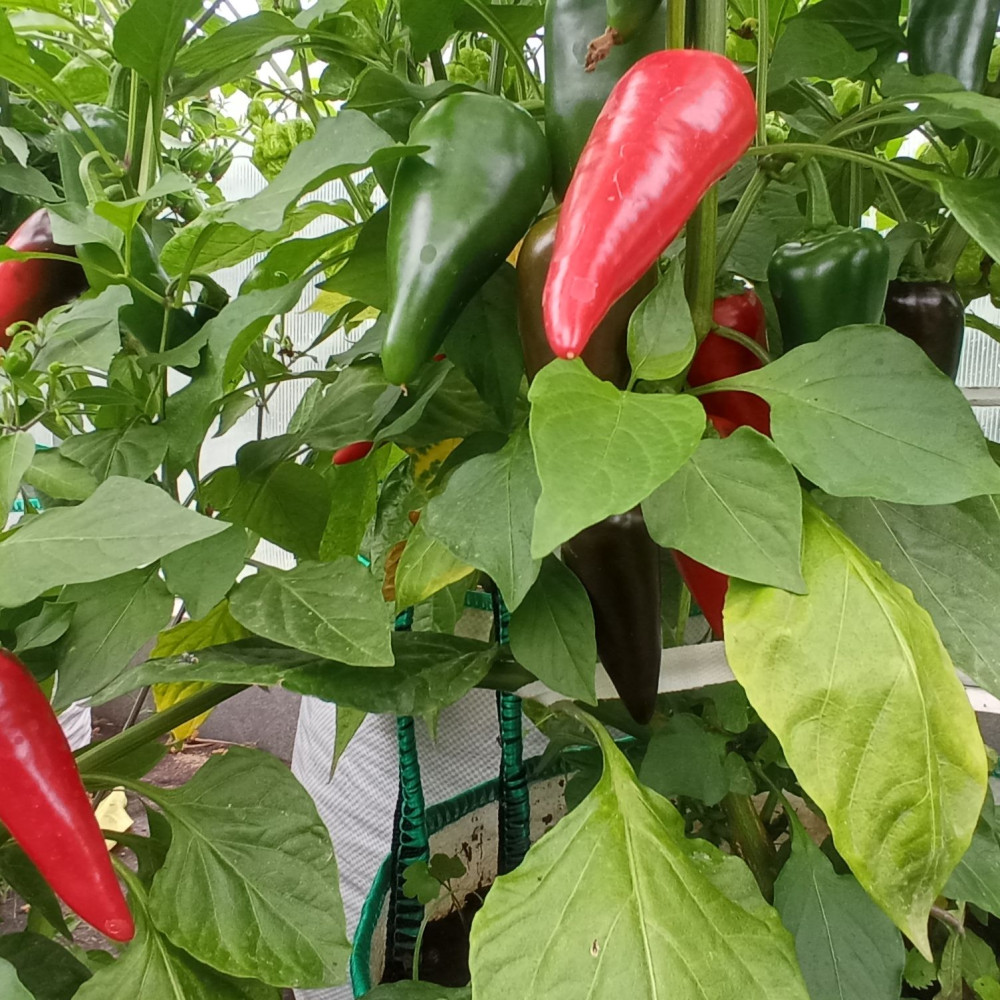 Семена острого перца Fresno