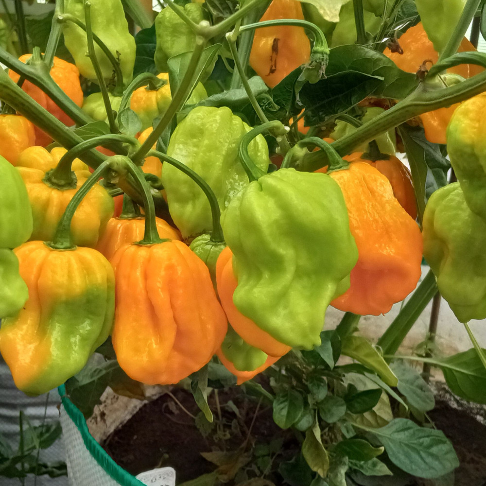 Семена острого перца Congo Trinidad Yellow