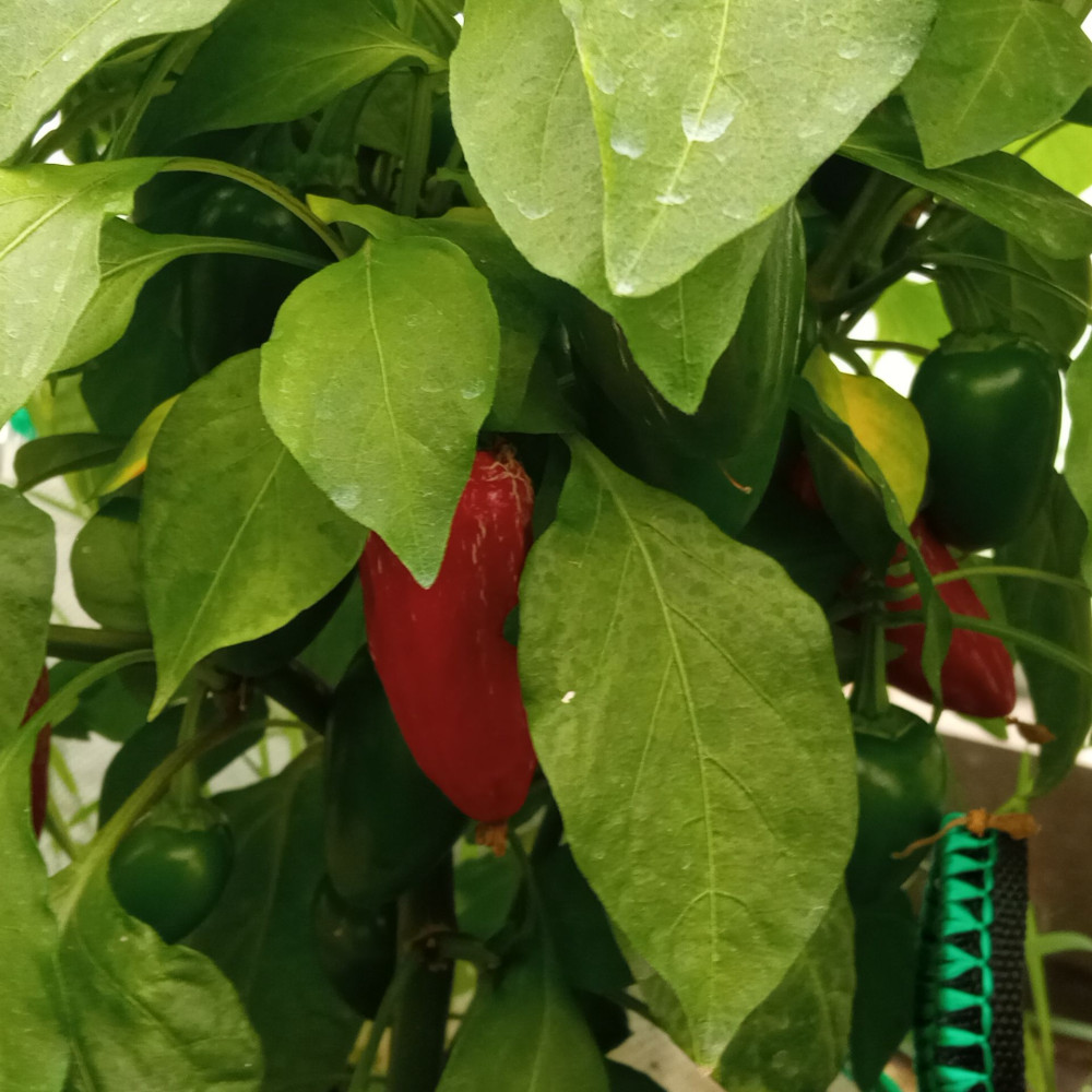 Семена острого перца Jalapeno Agriset-1