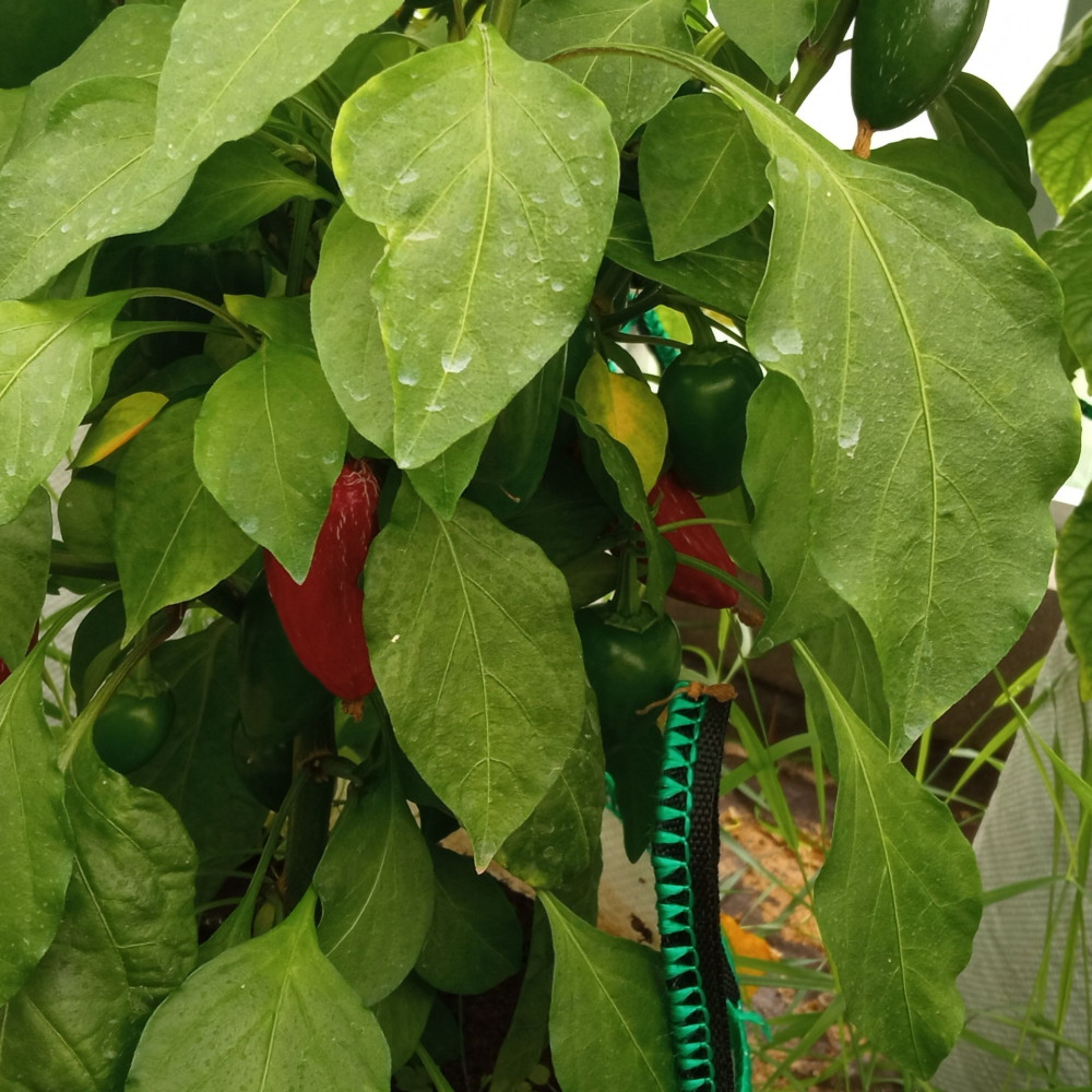 Семена острого перца Jalapeno Agriset-2