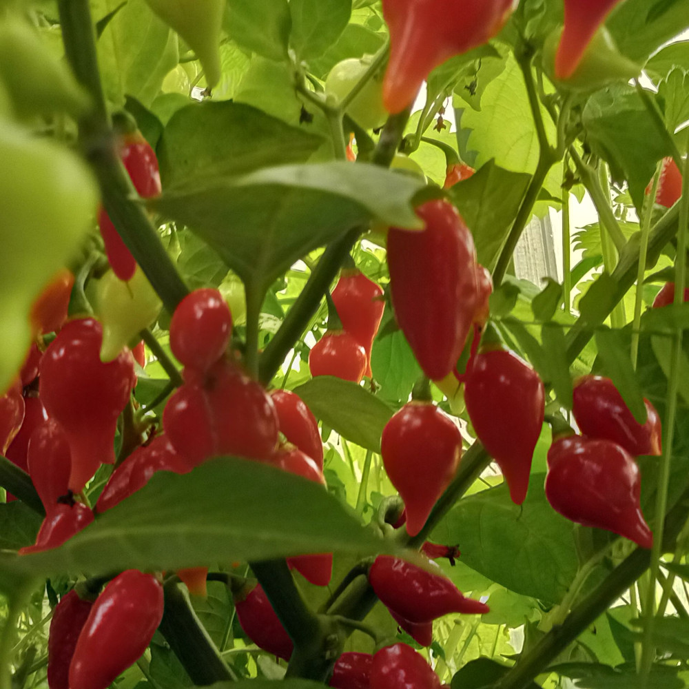 Семена острого перца Biquinho-1