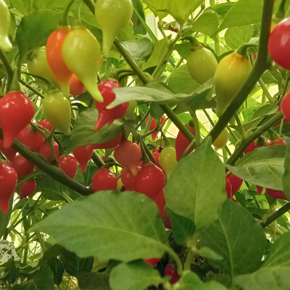 Семена острого перца Biquinho-2