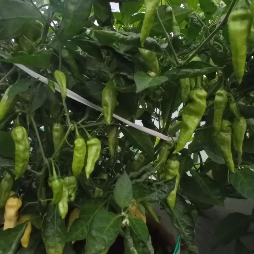 Семена острого перца Fatali white-1