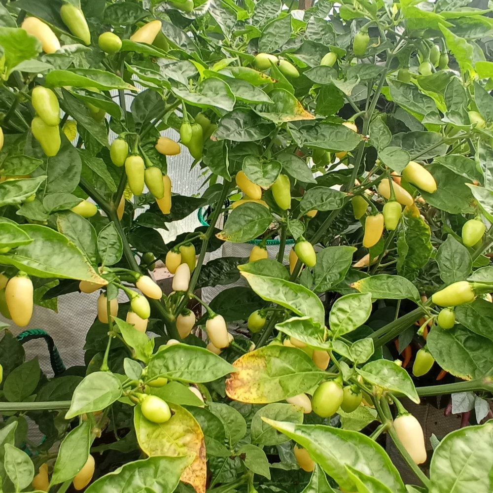 Семена острого перца Habanero White