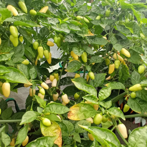 Habanero White