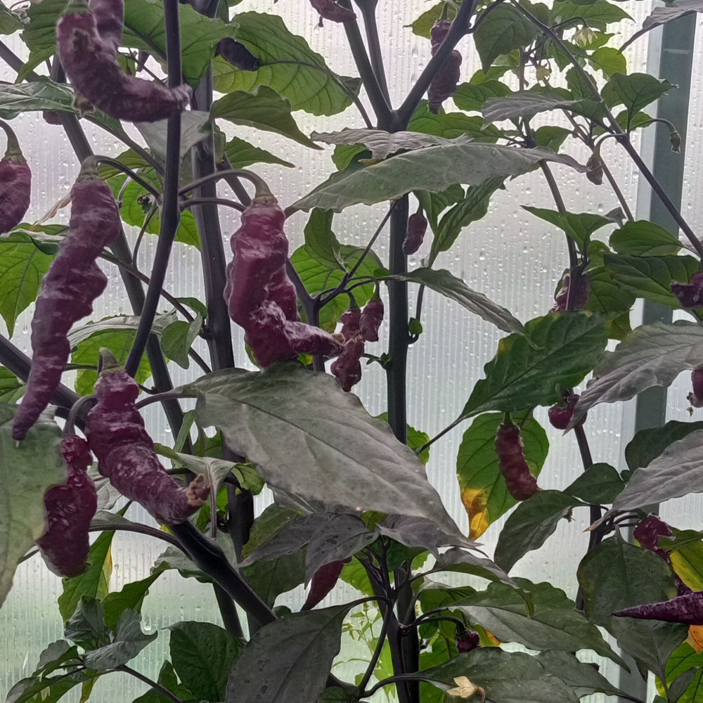 Семена острого перца Yaki Blu X-Pink Tiger