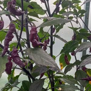 Yaki Blu X-Pink Tiger