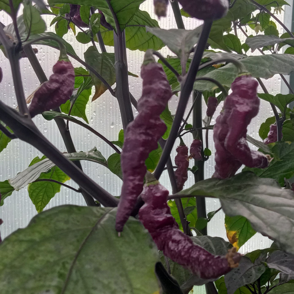 Семена острого перца Yaki Blu X-Pink Tiger-1