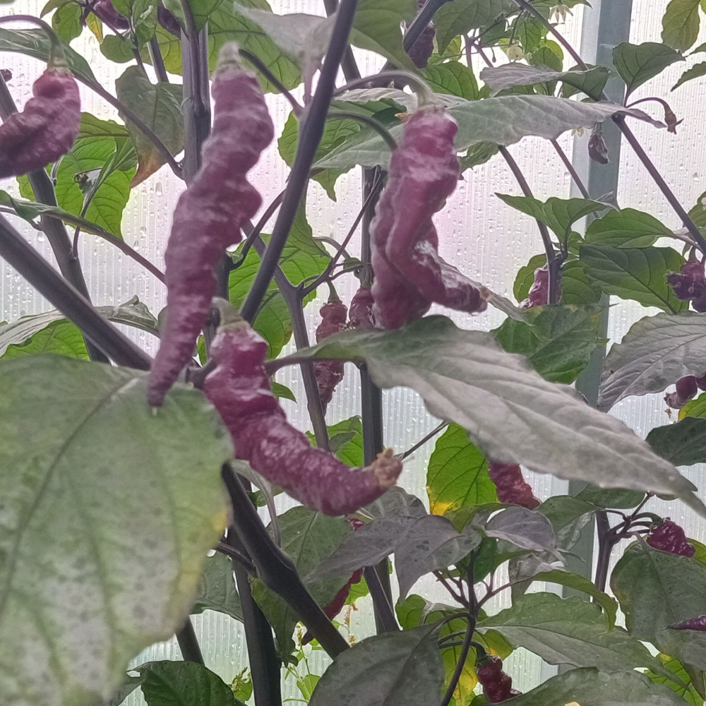 Семена острого перца Yaki Blu X-Pink Tiger-2