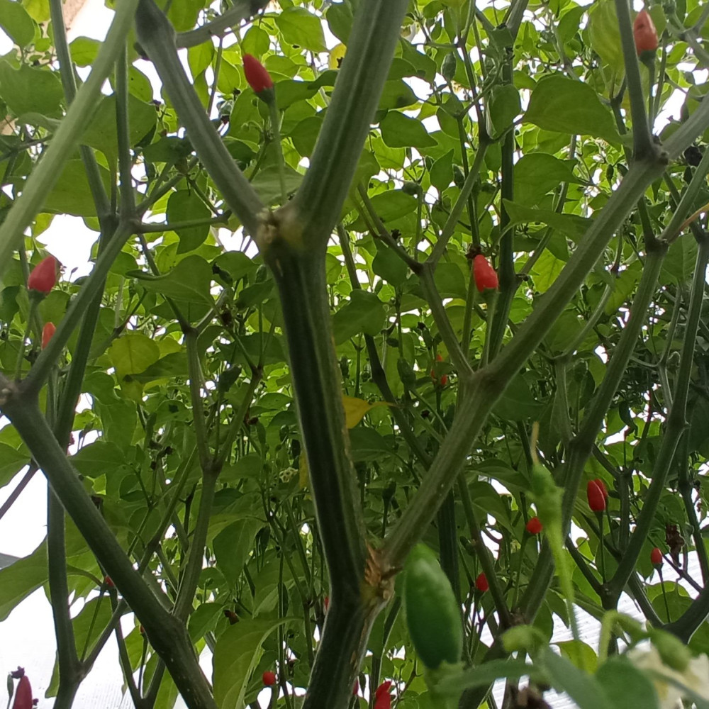 Семена острого перца Mini Mini from Brazil-2