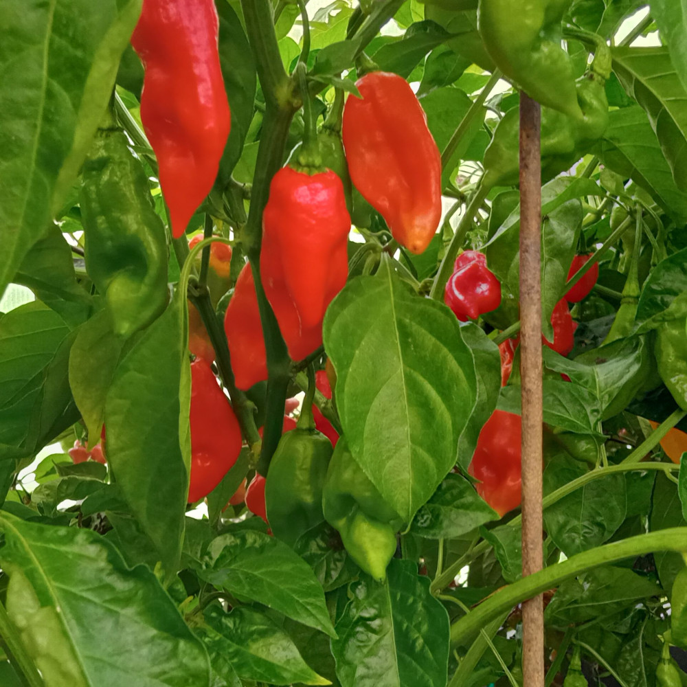 Семена острого перца Trinidad Scorpion Long SR-1