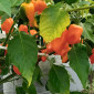 Семена острого перца Habanero Orange