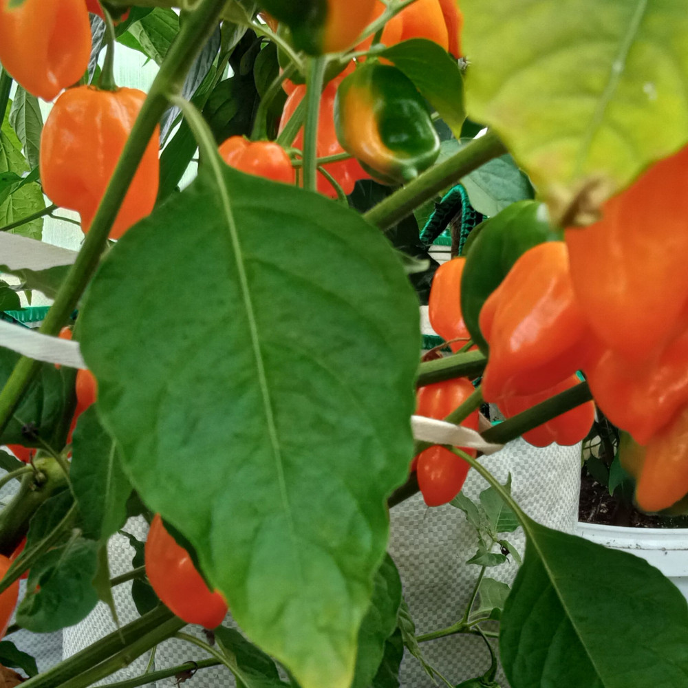 Семена острого перца Habanero Orange-2