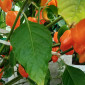 Семена острого перца Habanero Orange