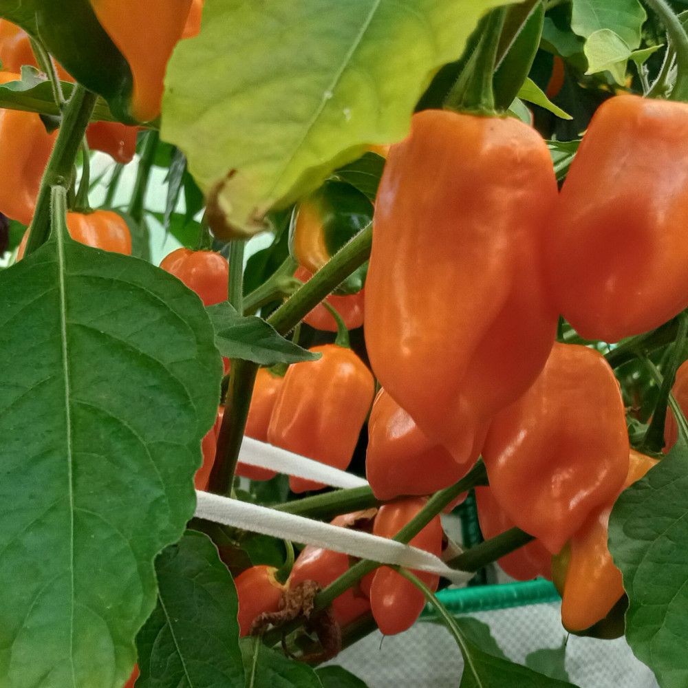Семена острого перца Habanero Orange-1
