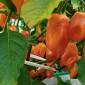 Семена острого перца Habanero Orange