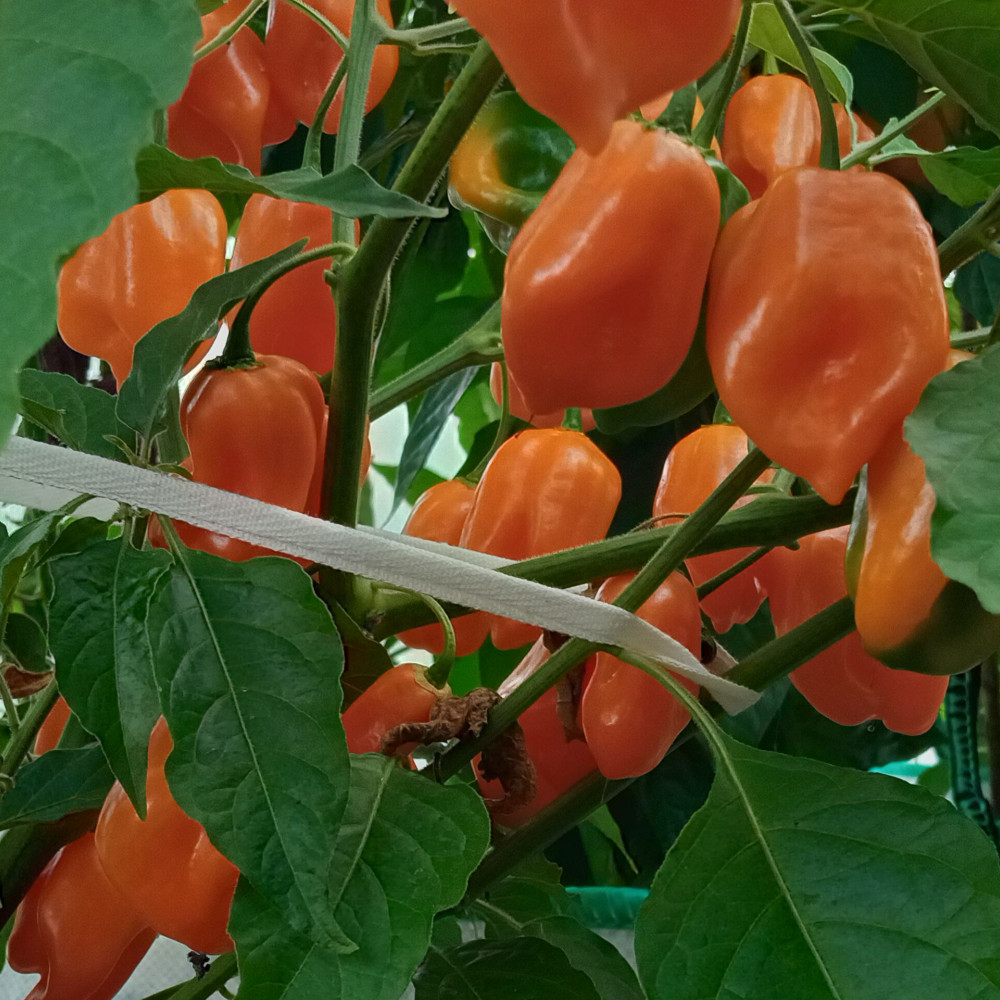 Семена острого перца Habanero Orange