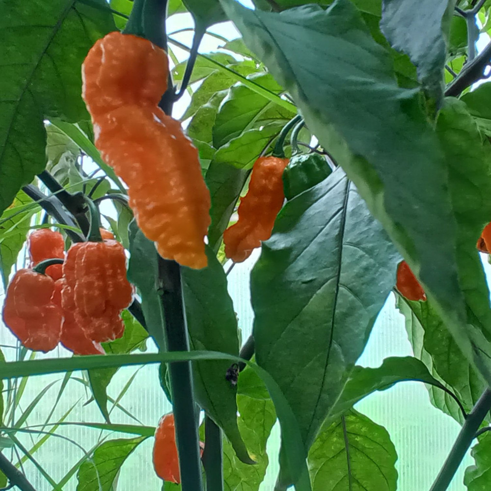 Семена острого перца Black panther orang