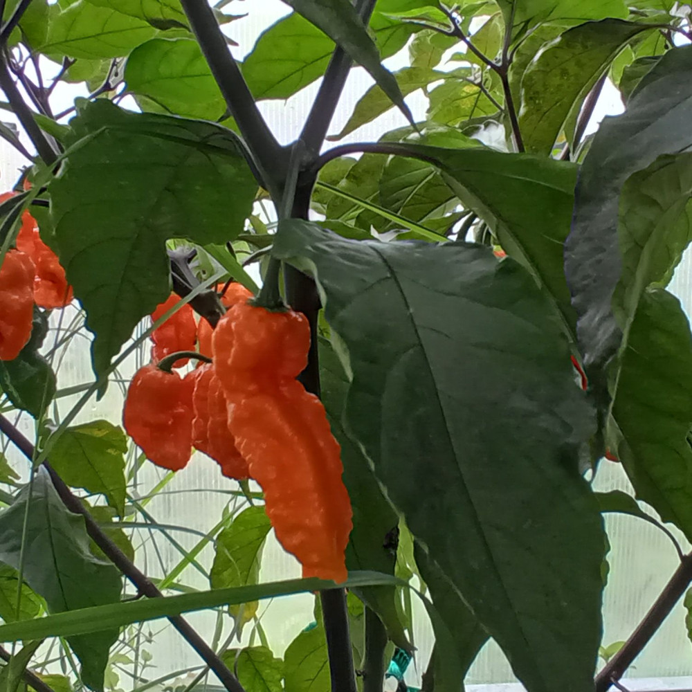 Семена острого перца Black panther orang-1