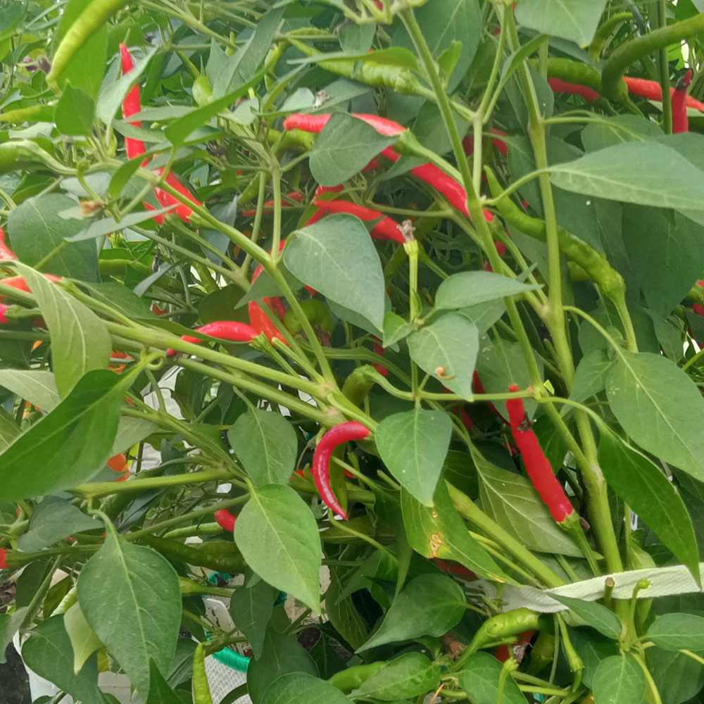 Семена острого перца Naga Jolokia Tezpur