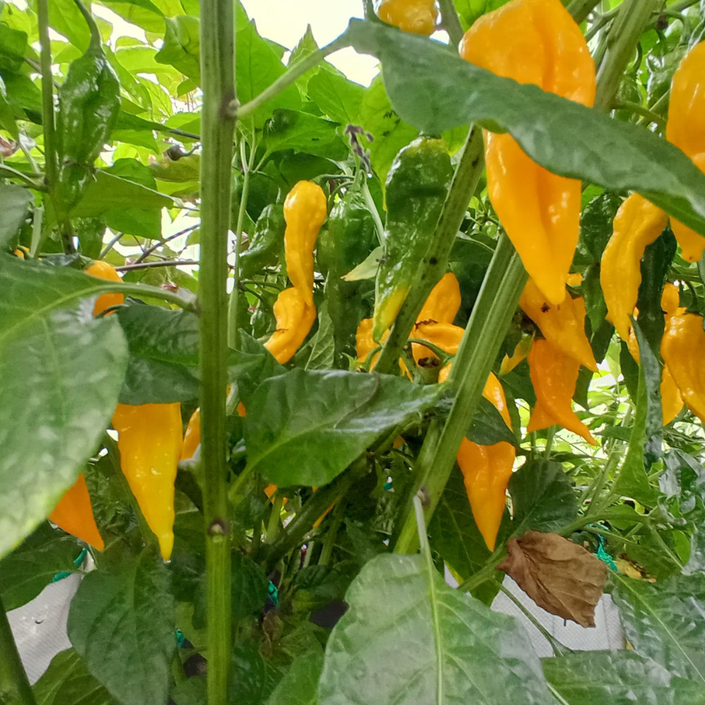 Семена острого перца Raja Mirch yellow-1