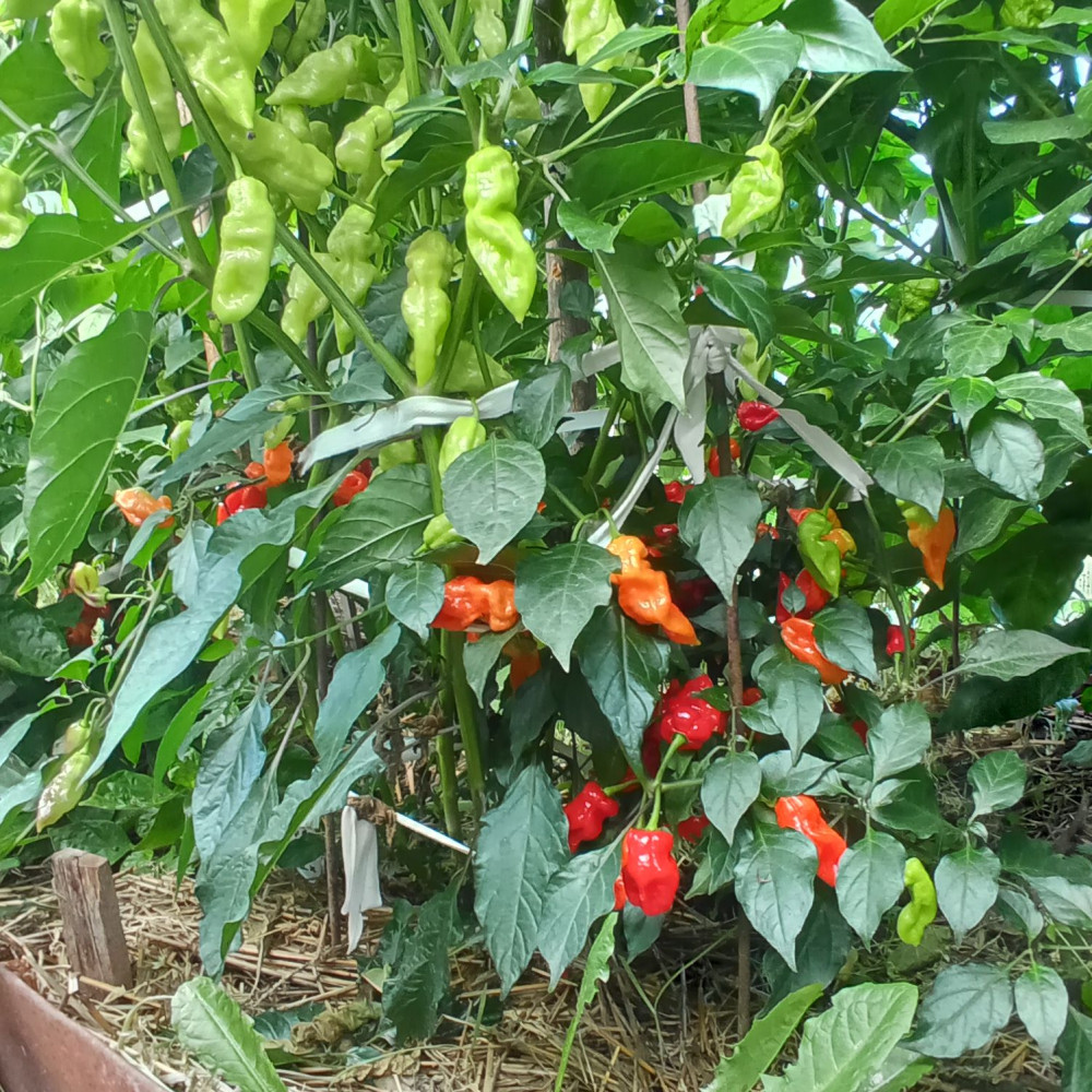 Семена острого перца Pink Tiger X Tabasco-2