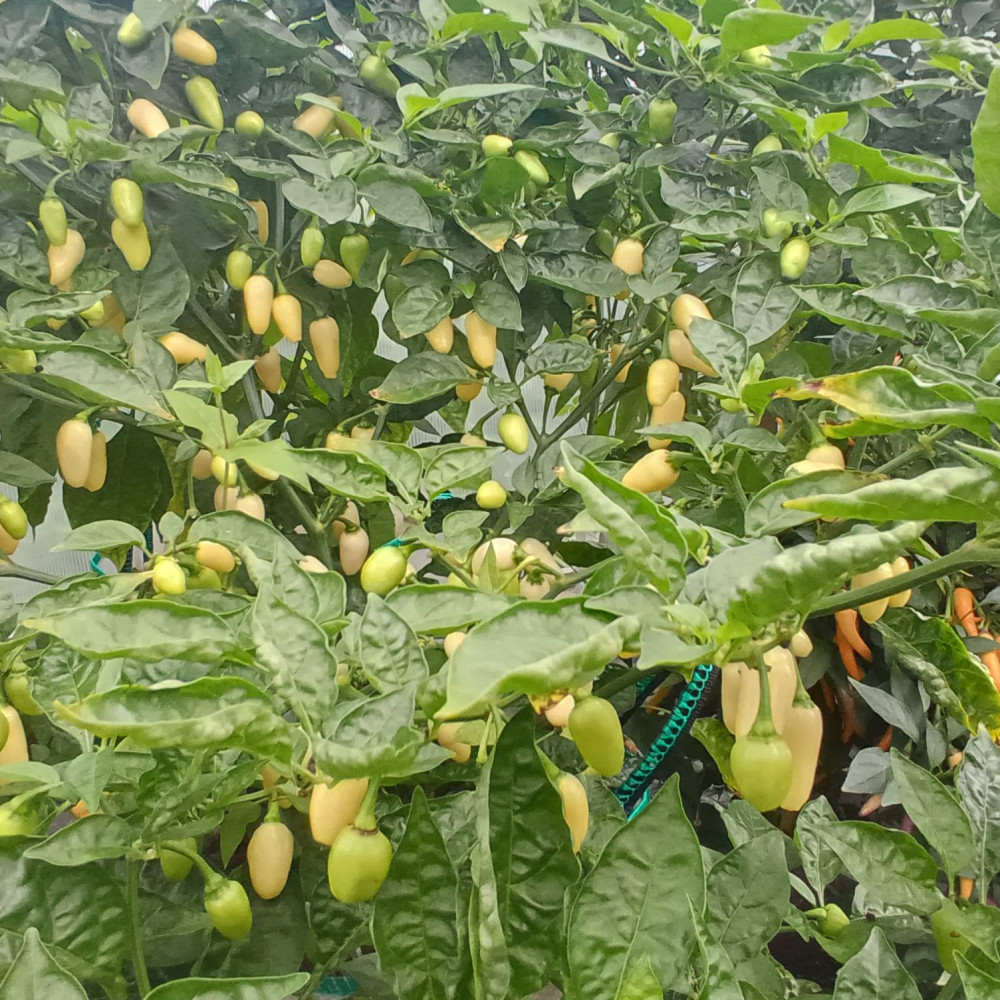 Семена острого перца Habanero White-1