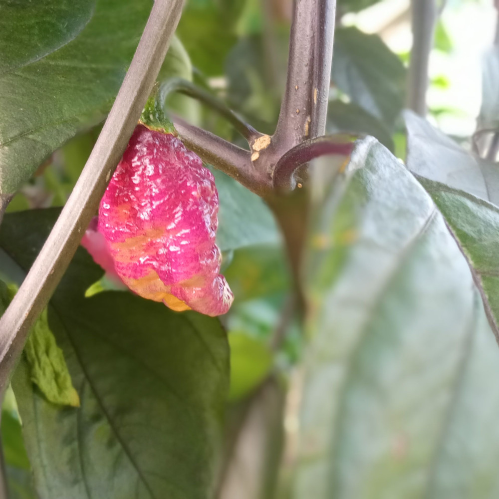 Семена острого перца Mojo Peach Gum-1