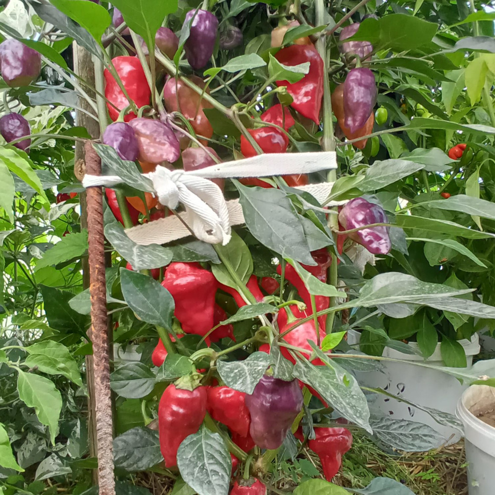 Семена острого перца Purple UFO