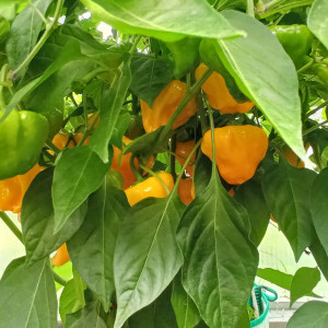 Jamaican Orange Hot