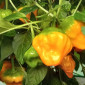 Семена острого перца Jamaican Orange Hot