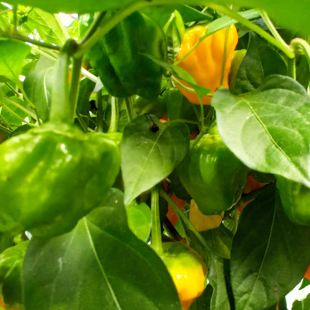 Семена острого перца Jamaican Orange Hot-2