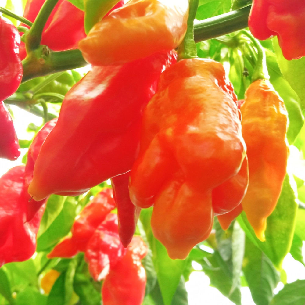 Семена острого перца Trinidad Scorpion Long SR