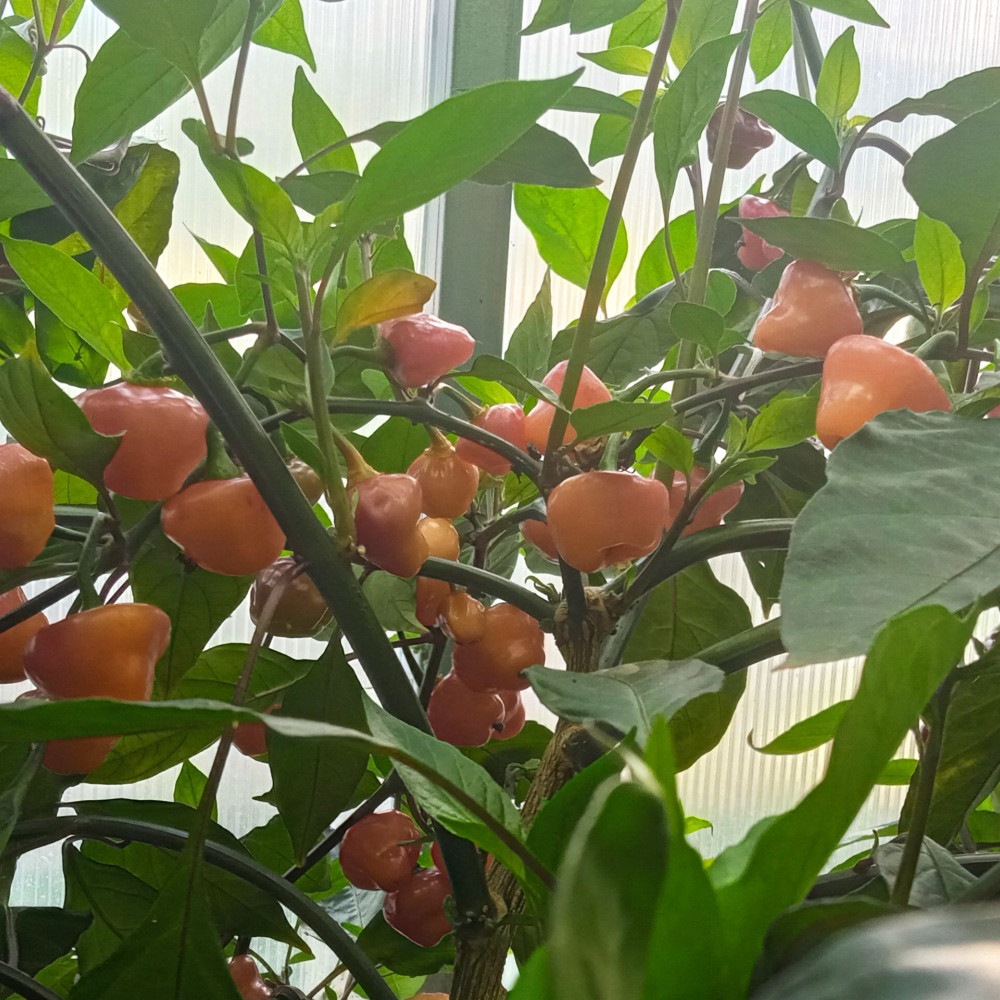 Семена острого перца Cheiro Roxa-1