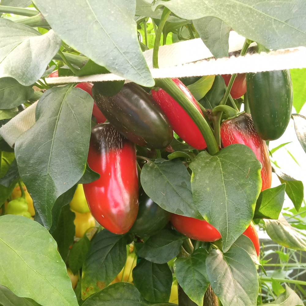 Семена острого перца Jalapeno Poland-1