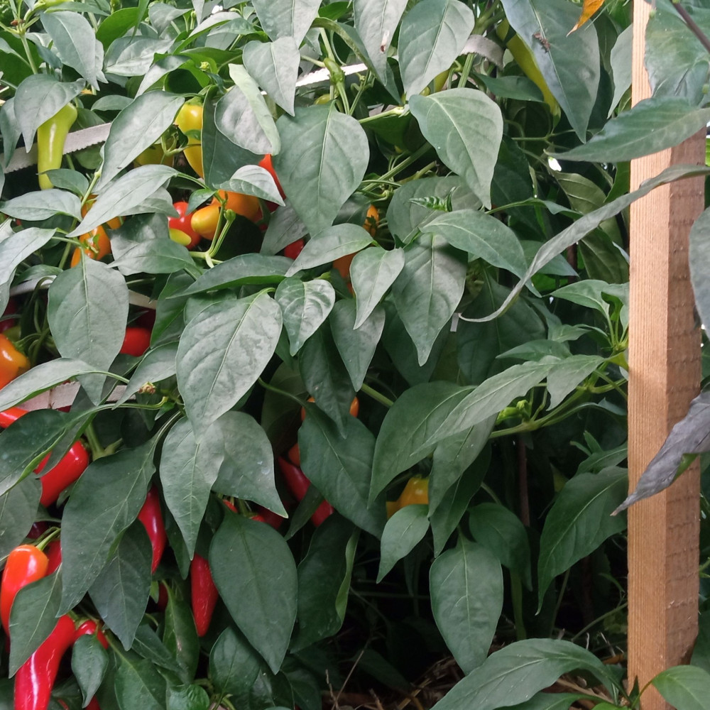 Семена острого перца Jalapeno White-1